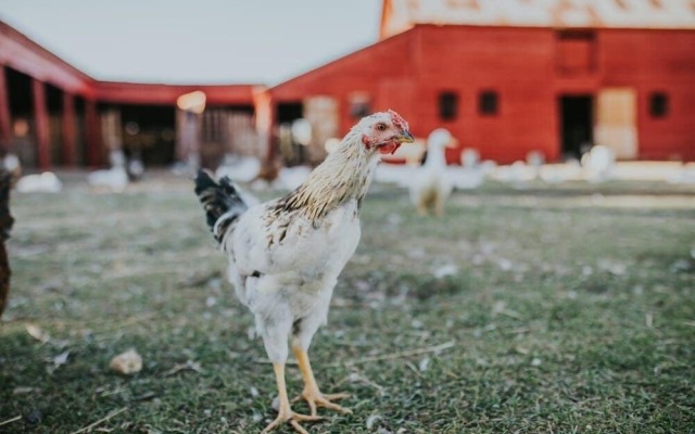 Oddfellow Inn & Farm