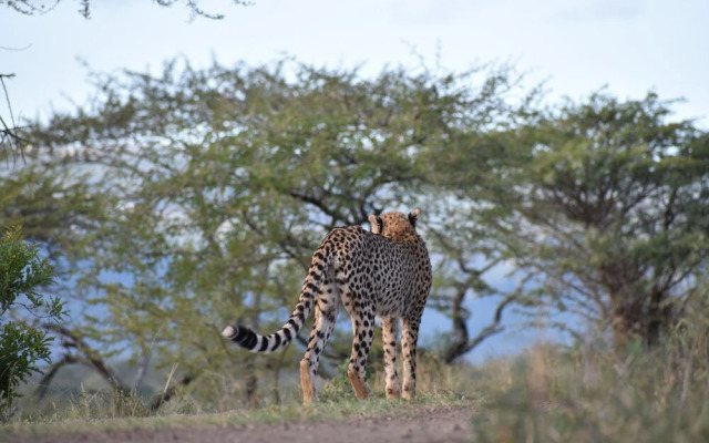African Spirit Game Lodge