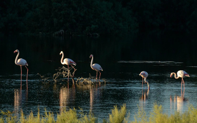 PylaApts - Apartments near the beach