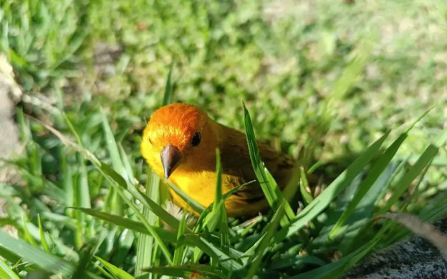 Toca Dos Coelhos Chales