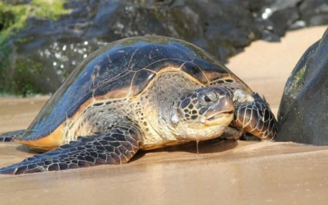 Papakea L105 2 Bedroom Condo