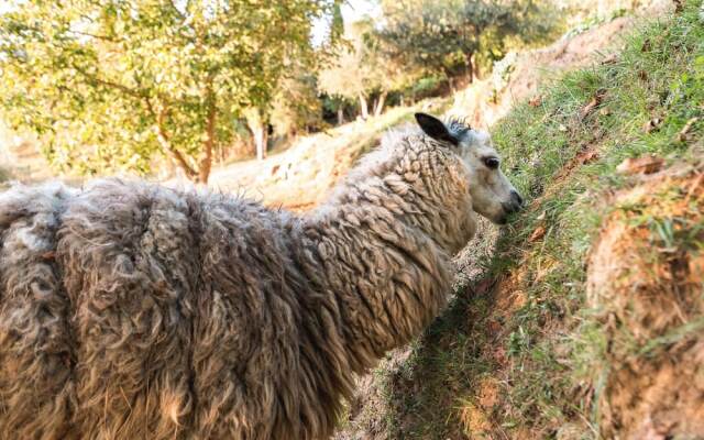 Farmhouse in Tuscany With Pool & Near Pisa