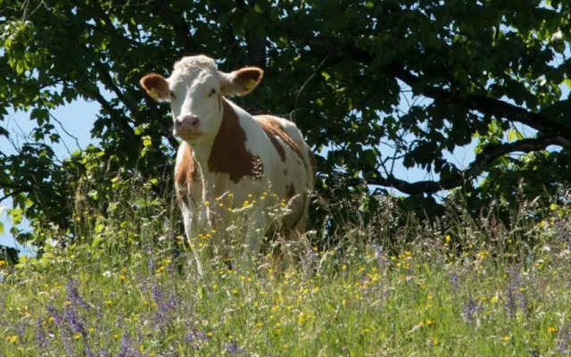 Reiterbauernhof Maho