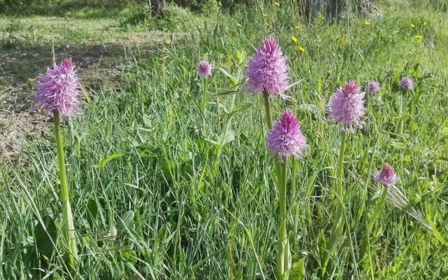 Fattoria Sociale Il Giardino dei Ciliegi