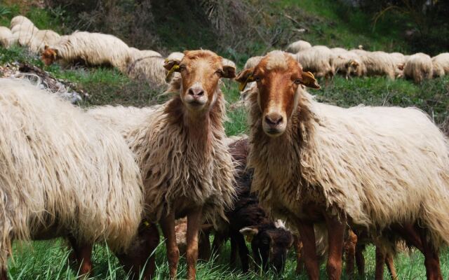 Milatos Village Cretan Agrotourism Hotel
