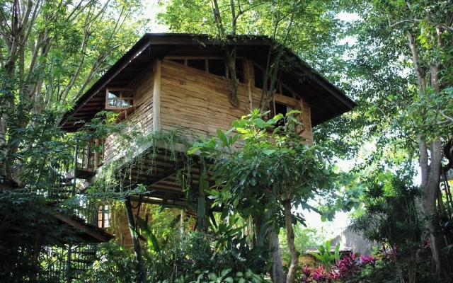 Roots Tree House