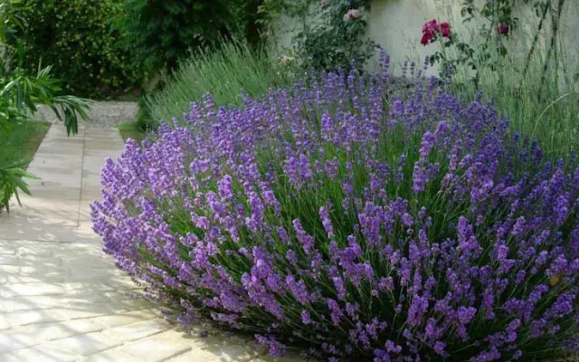 Les Vignes de Darneche
