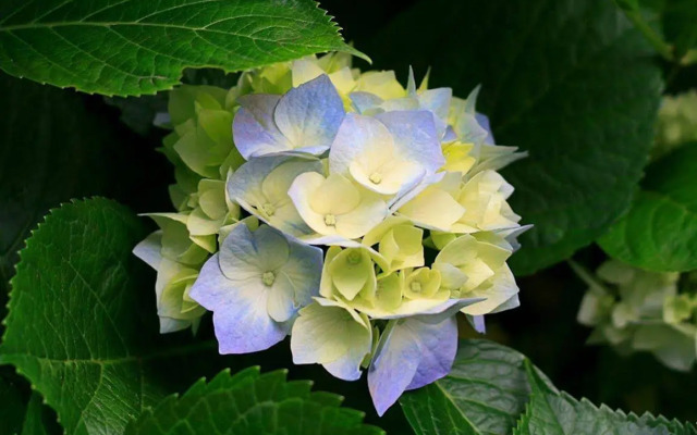 L'Heure Bleue