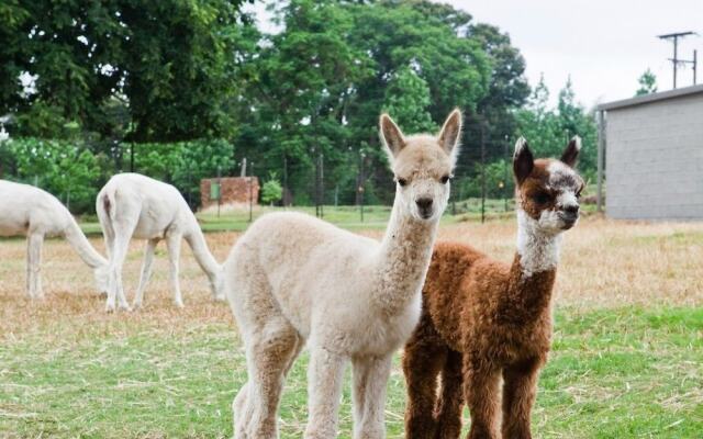 Ambers & Grace Guest Farm