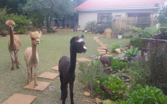Alpaca Self Catering Cottage Kleinmond