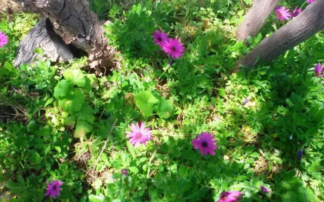 Seafront Apartments Gardenhouse