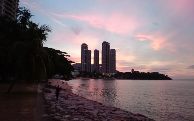 Sea Lion by the Beach