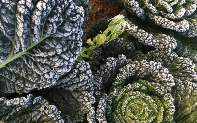 Warmoes tuinderswoning