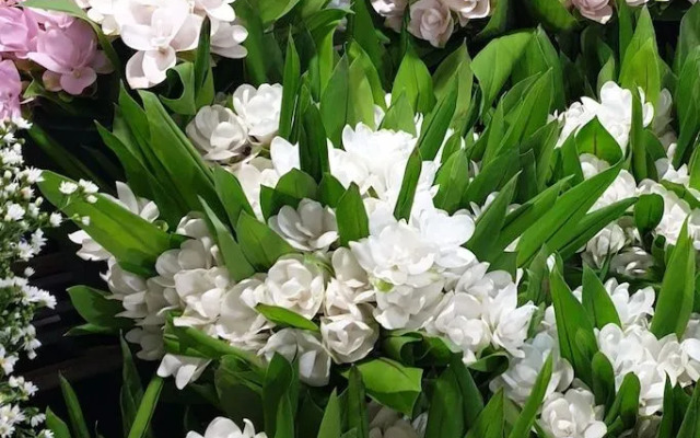 zZz Crest Chiang Mai