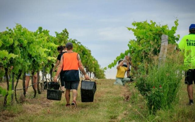 Hanging Tree Wines