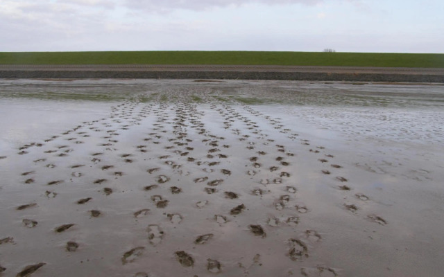 Ferienwohnung Haus Antje