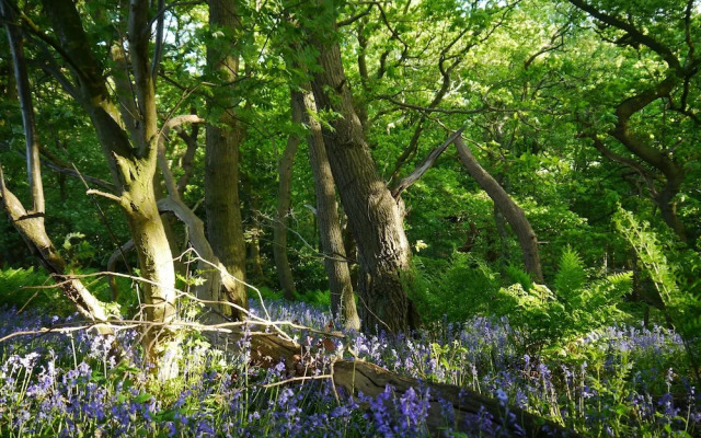 Riding Farm Cottages