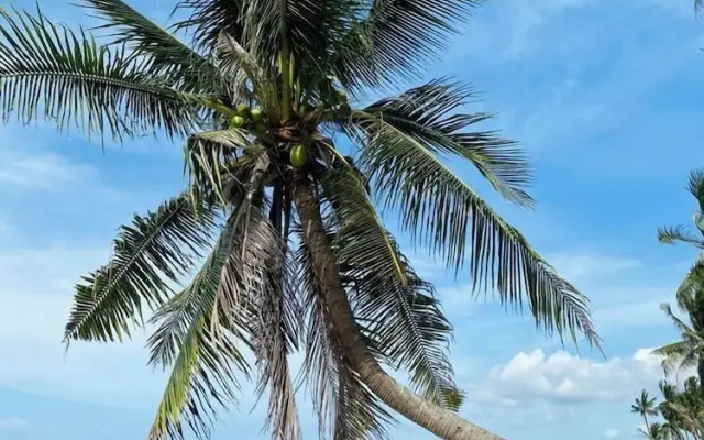 Nautilus Hostel & Hammocks