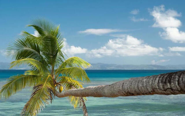 Taveuni Palms