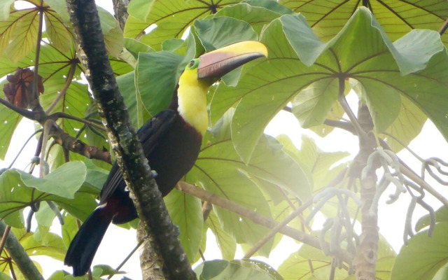 The Sunset Tucano Lodge