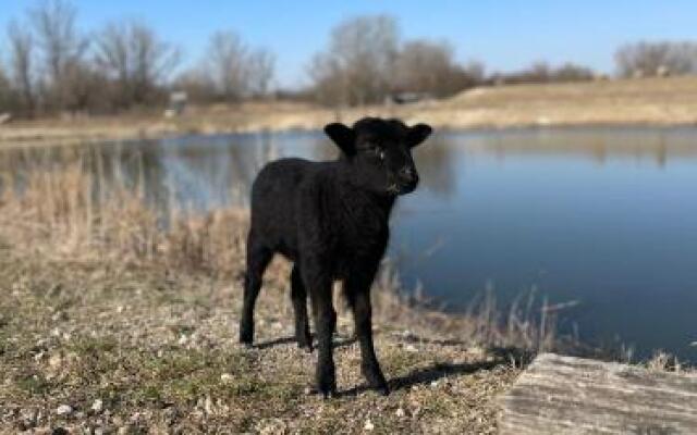 Divá Kačica Restaurant & Pansion