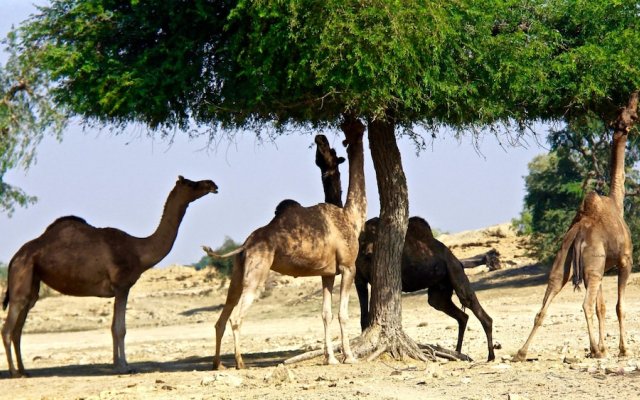 Damodra Desert Luxury Camp Tents