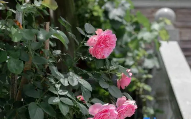 Tonglu Yirou Courtyard Homestay (OMG Heartbeat Paradise)