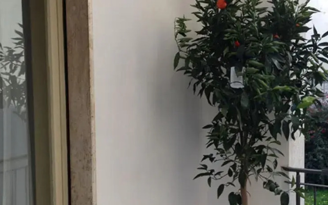 Le Zie