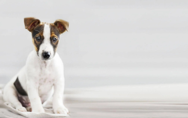 HYATT house Dallas/Lincoln Park