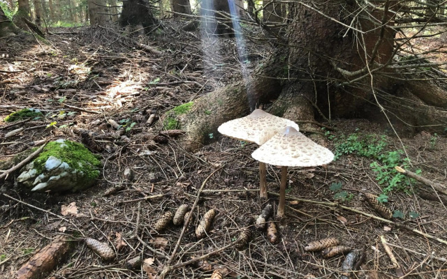 Das Haus am Berg: Nestelberg17