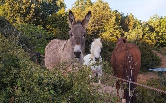 Les anes de petit jean