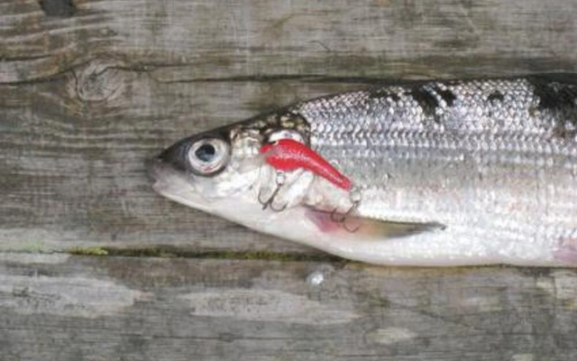 Holiday Home Rukaniemen kontio