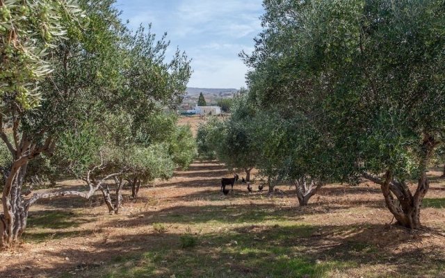 Olive Tree Farm