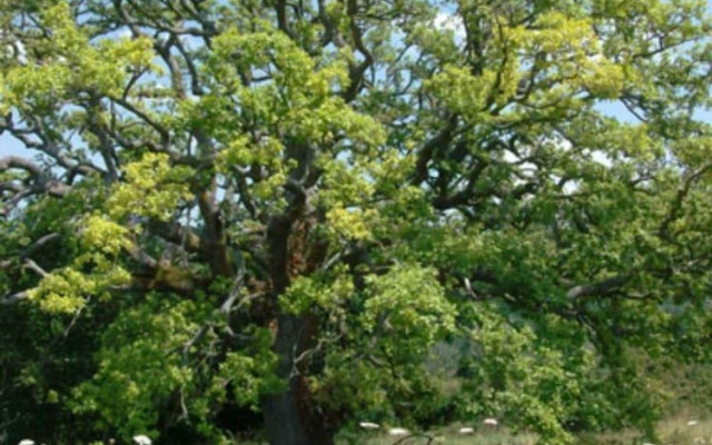 Two-room apartments at Terme Di Saturnia