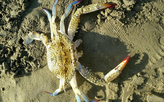 PylaApts - Apartments near the beach