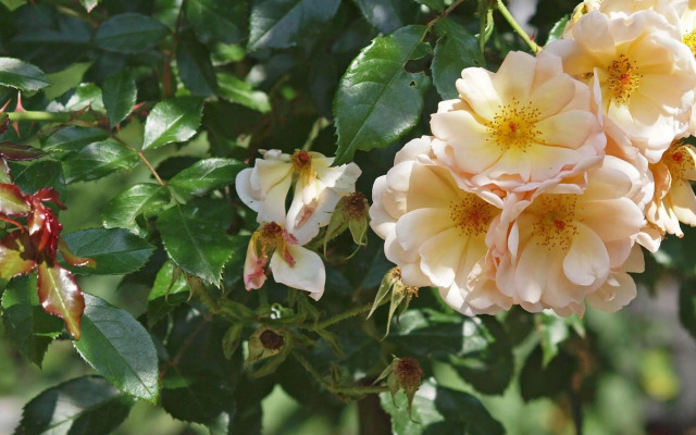 Waldhotel Felsenkeller