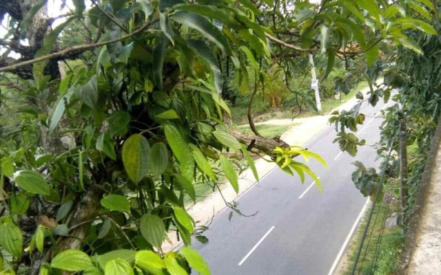 Mango Tree Rooms