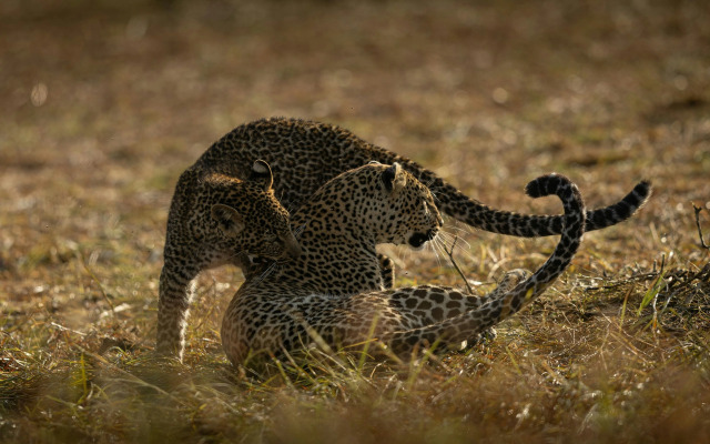 The Ritz-Carlton, Masai Mara Safari Camp