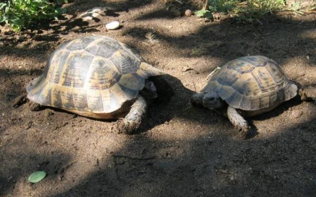 Caretta Caretta Pension