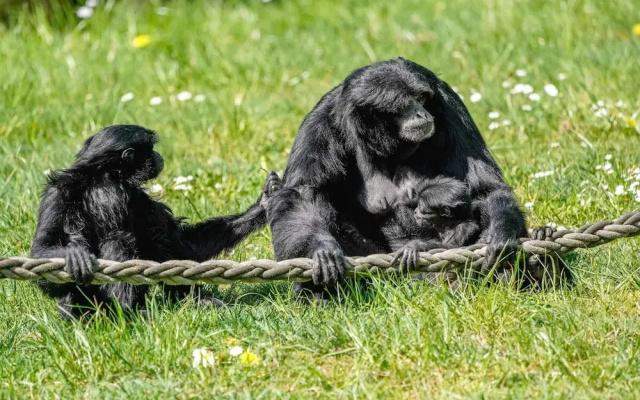 Luxuszelt im Serengeti Park