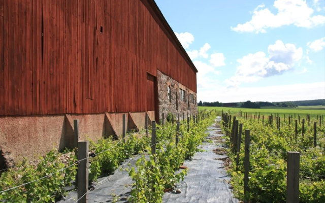 Blaxsta Vingård