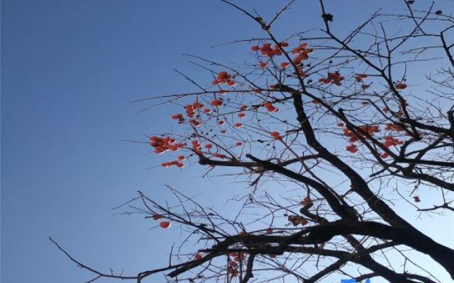 Pu zhe hei he mu Xiao Zhu min su