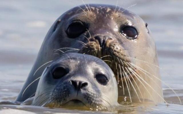 Un p'tit nid au Paradis