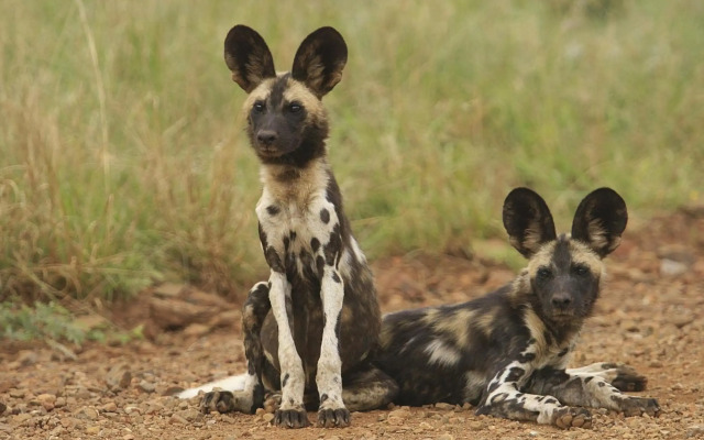 Tuningi Safari Lodge