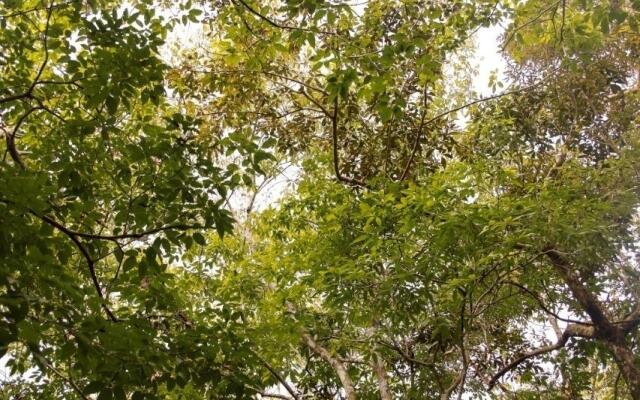 Amazonia Jungle Hotel