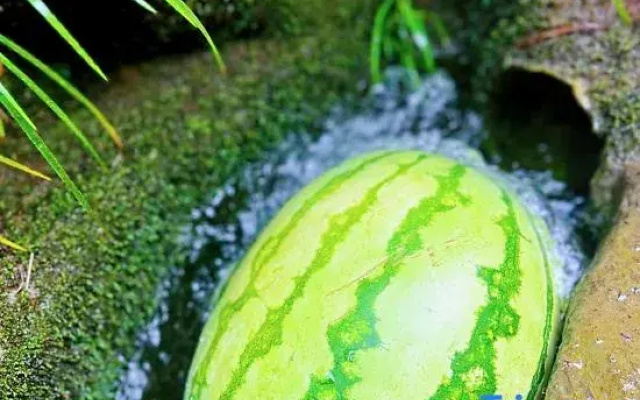 Qingcheng Mountain Yujian Forest Private Soup Homestay