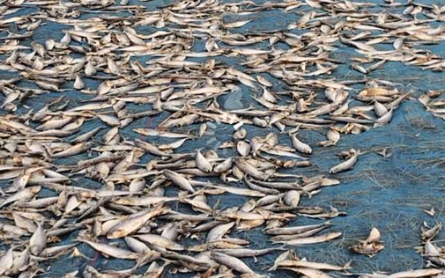 Sea Breeze Lodge Ngapali