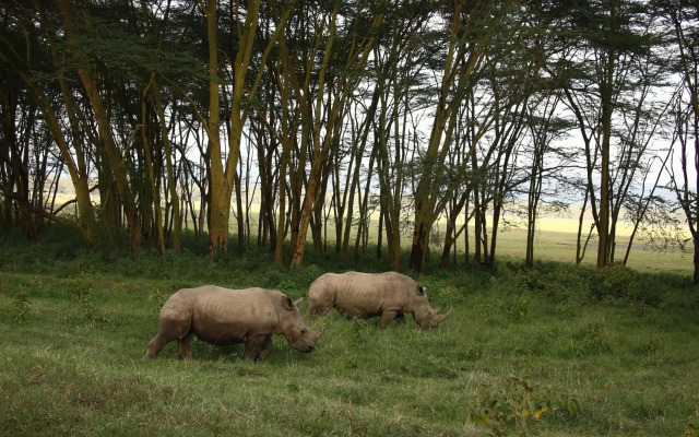 Sarova Lion Hill Game Lodge