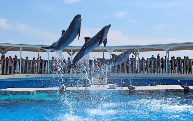 Pelican at Sound Side