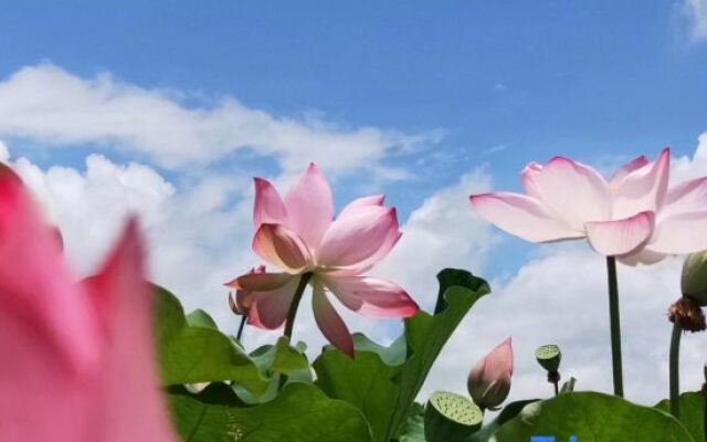 Puzhehei Yidu Homestay (Hehua Daguan Garden)